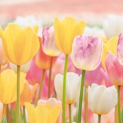 Olympus Embroidery Floss Set - Garden Party Spring Tulips (#16)