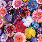 Olympus Embroidery Floss Set - Garden Party Wildflowers (#18)
