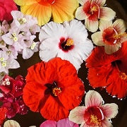 Olympus Embroidery Floss Set - Garden Party Tropical (#4)