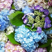 Olympus Embroidery Floss Set - Garden Party Hydrangea (#8)